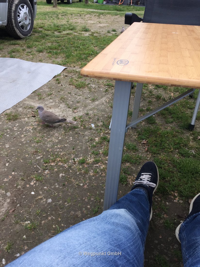 So macht es Spass die Füsse zu strecken, auch die Taube ist ganz relaxed
